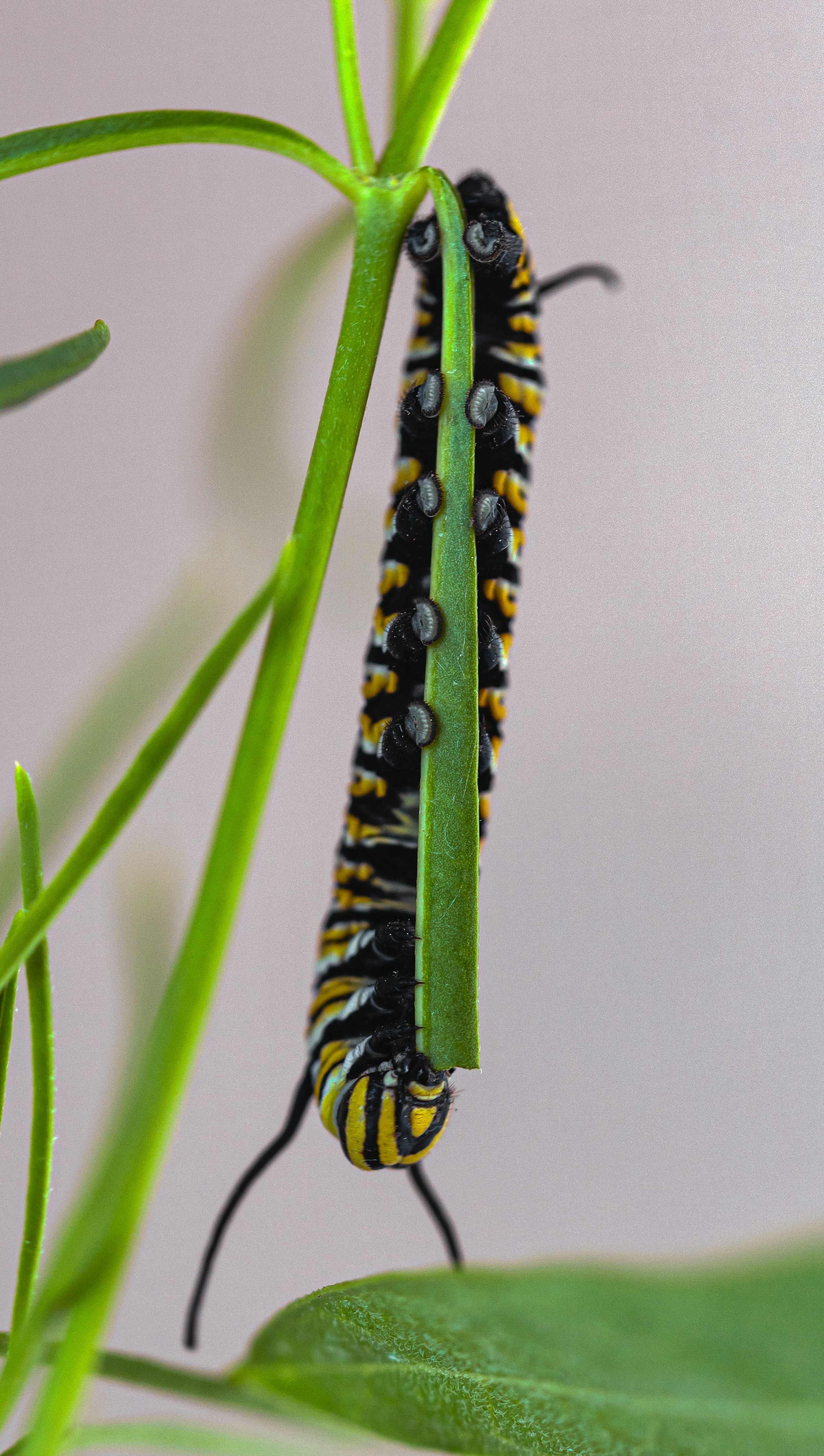 black and yellow caterpillar on green stem
